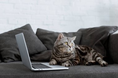 şirin İskoç düz kedi kanepede dizüstü bilgisayar ile