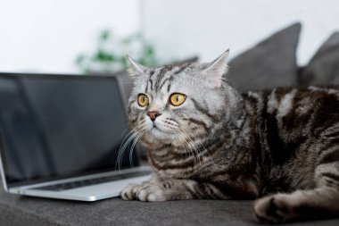 şirin İskoç düz kedi kanepede dizüstü bilgisayar ile yakın çekim çekim
