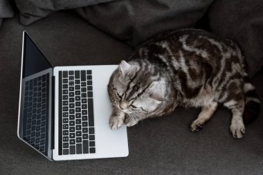high angle view of adorable scottish straight cat with laptop on couch clipart
