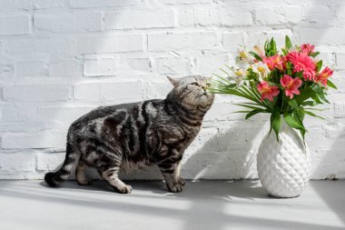 adorable scottish straight cat sniffing beautiful bouquet in vase clipart