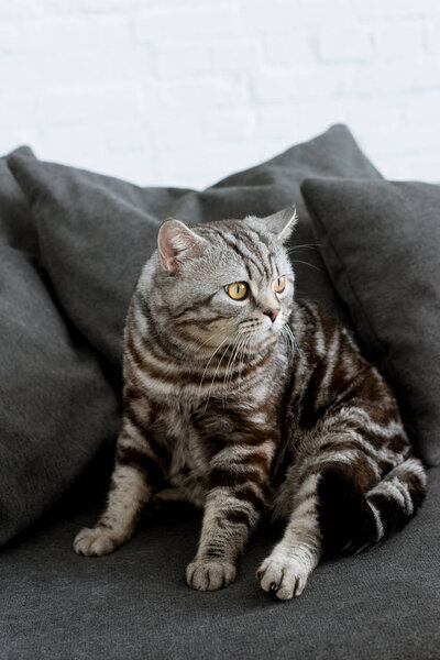 adorable scottish straight cat sitting on cozy grey couch