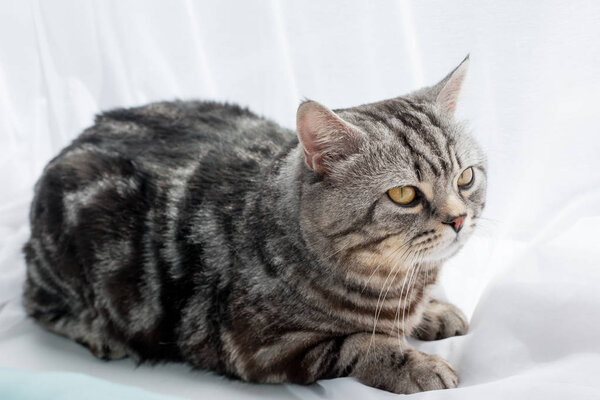 close-up shot of adorable scottish straight cat lying on windowsill