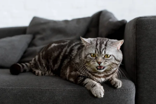 Adorable Scottish Straight Cat Lying Couch Home — Stock Photo, Image