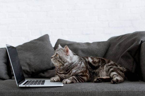 side view of scottish straight cat with laptop on couch