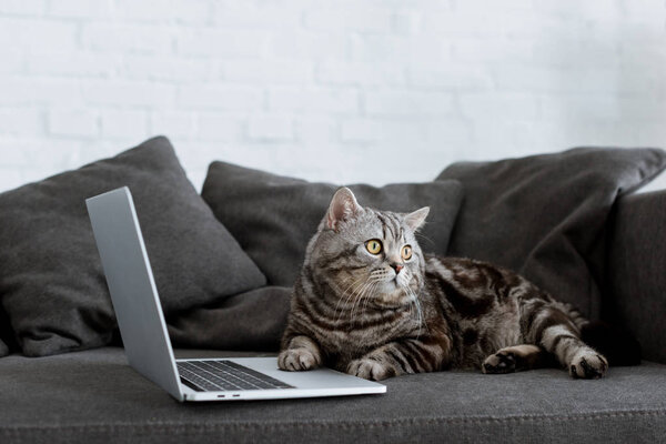 cute scottish straight cat with laptop on couch