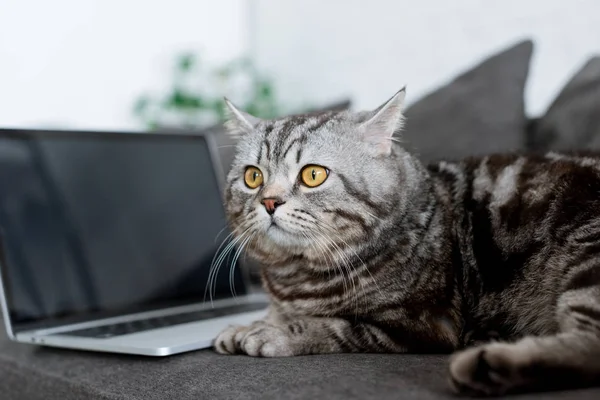 Primer Plano Lindo Escocés Recta Gato Con Portátil Sofá — Foto de Stock