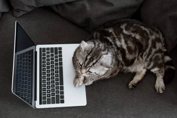 소파에 노트북으로 스러운 스코틀랜드 고양이의 — 스톡 사진