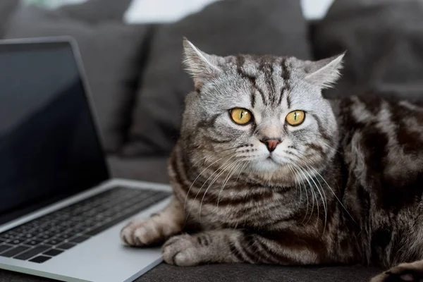 Close Tiro Adorável Escocês Gato Reto Com Laptop Sofá — Fotografia de Stock