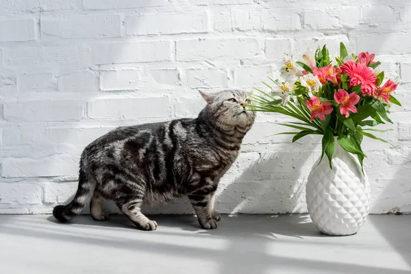 Adorável Escocês Linha Reta Gato Cheirando Belo Buquê Vaso — Fotografia de Stock