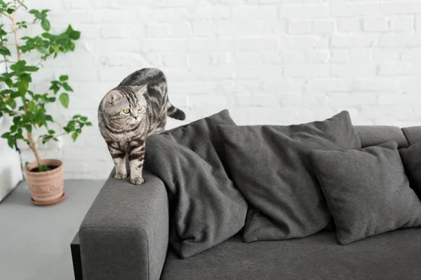 Bedårande Skotska Raka Katt Mysiga Soffan Hemma — Stockfoto