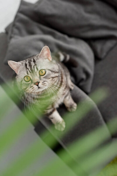 adorable scottish straight cat sitting on couch with blurred palm leaves on foreground