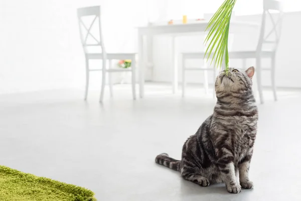 Adorable Scottish Straight Cat Sniffing Palm Leaves Home — Stock Photo, Image