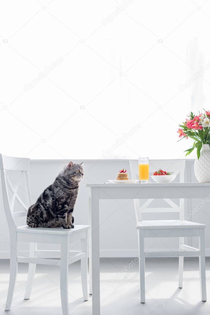 cute scottish straight cat sitting on chair near table with breakfast