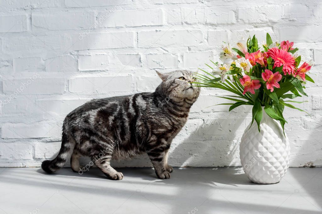 adorable scottish straight cat sniffing beautiful bouquet in vase