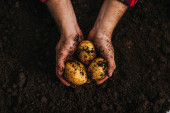 oříznutý pohled na zemědělce držícího zralé přírodní brambory v zemi
