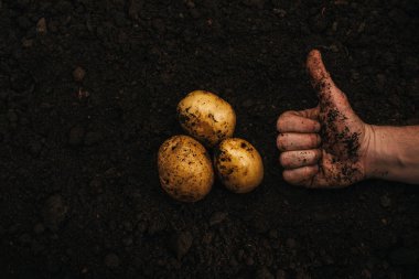 cropped view of farmer showing thumb up near ripe natural potatoes in ground clipart