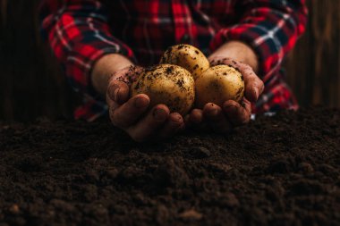 cropped view of farmer holding dirty natural potatoes near ground clipart