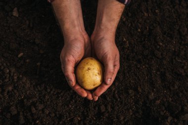 partial view of dirty farmer holding ripe potato in ground clipart