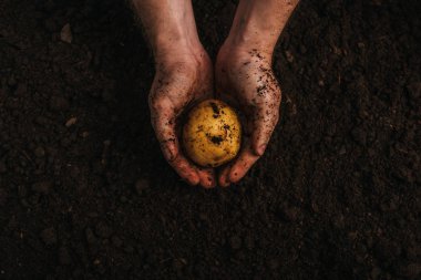 Pis çiftçinin taze patatesi toprakta tutarken kısmi görüntüsü