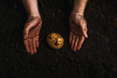 Kirli çiftçinin toprağın altında doğal patatesin yanında kısmi görüntüsü