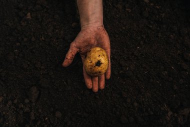 Kirli çiftçinin taze patatesi toprakta tutarken kısmi görüntüsü