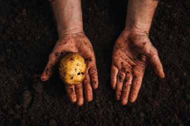 Çiftçinin olgun doğal patatesi toprakta tutuşu görüntüsü.