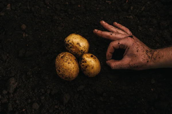 Cropped View Farmer Showing Okay Sign Ripe Natural Potatoes Ground — ストック写真