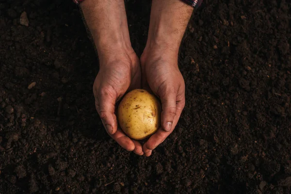 Visão Parcial Agricultor Sujo Que Detém Batata Madura Solo — Fotografia de Stock