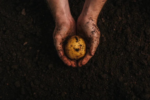 Partial View Dirty Farmer Holding Ripe Potato Ground — Stock Photo, Image