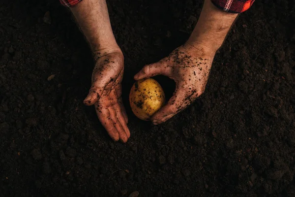 Partial View Dirty Farmer Holding Ripe Potato Ground — Stock Photo, Image