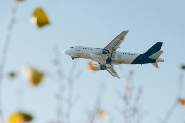 Selective focus of airplane in blue sky above field view flowers clipart