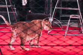 kyiv, ukraine - 1. November 2019: Löwe und Hundeführer hinter Gittern auf der Zirkusbühne