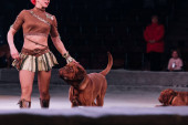 kyiv, Ukraine - 1. November 2019: Ausschnittansicht eines Hundeführers mit Bordeaux-Dogge auf der Zirkusbühne