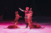 kyiv, ukraine - 1. November 2019: Seitenansicht eines attraktiven Hundeführers, der im Zirkus einen Trick mit Dogue de Bordeaux vorführt