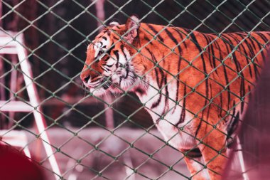 KYIV, UKRAINE - NOVEMBER 1, 2019: Selective focus of tiger behind net of circus stage clipart