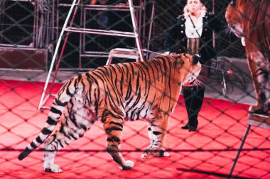 KYIV, UKRAINE - NOVEMBER 1, 2019: Selective focus of handler performing with tigers behind grid of circus arena clipart