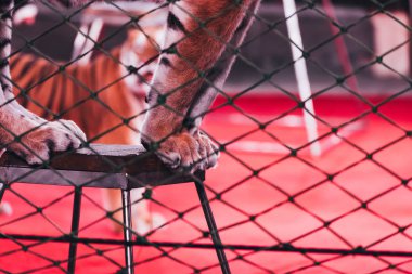 KYIV, UKRAINE - NOVEMBER 1, 2019: Selective focus ot tiger standing on stand behind grid of circus stage clipart