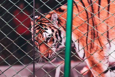KYIV, UKRAINE - NOVEMBER 1, 2019: Selective focus of tiger behind net of circus stage clipart
