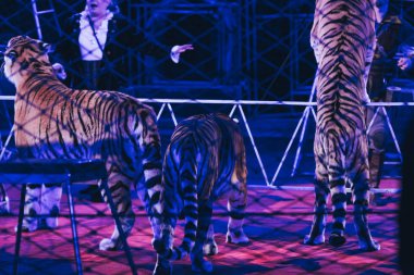 KYIV, UKRAINE - NOVEMBER 1, 2019: Cropped view of handlers performing with tigers in circus clipart