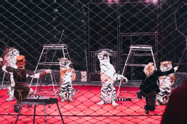 KYIV, UKRAINE - NOVEMBER 1, 2019: Back view of handlers performing trick with tigers behind grid of circus arena  clipart