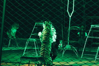 KYIV, UKRAINE - NOVEMBER 1, 2019: Handler performing trick with tiger at circus stage clipart