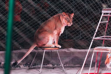 KYIV, UKRAINE - NOVEMBER 1, 2019: Selective focus of lion sitting on stand behind grid of circus stage clipart
