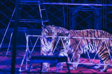 KYIV, UKRAINE - NOVEMBER 1, 2019: Tigers with equipment at circus stage clipart
