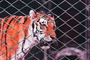 KYIV, UKRAINE - NOVEMBER 1, 2019: Tiger behind net of circus arena clipart