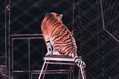 KYIV, UKRAINE - NOVEMBER 1, 2019: Selective focus of tiger sitting at stand behind net of circus arena clipart