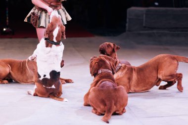 KYIV, UKRAINE - NOVEMBER 1, 2019: Cropped view of handler performing with dogue de bordeaux at circus stage clipart