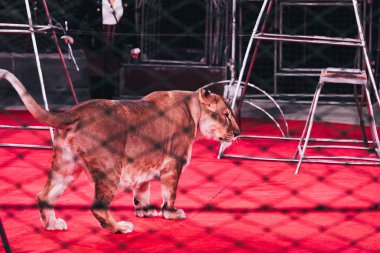 KYIV, UKRAINE - NOVEMBER 1, 2019: Selective focus of lion and handler behind grid at circus stage clipart