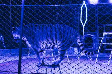 KYIV, UKRAINE - NOVEMBER 1, 2019: Tigers with equipment and neon light on arena in circus  clipart