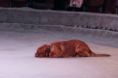 KYIV, UKRAINE - NOVEMBER 1, 2019: Selective focus of dogue de bordeaux lying on circus stage with viewer at background clipart