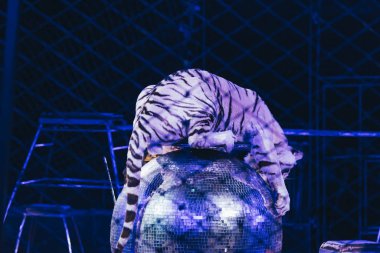 KYIV, UKRAINE - NOVEMBER 1, 2019: Selective focus of tiger on mirror ball behind grid of circus stage clipart